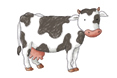 cow
