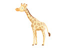 giraffe